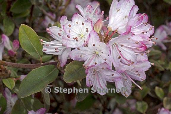 rhododendron racemosum subsection scabrifolia 2 graphic